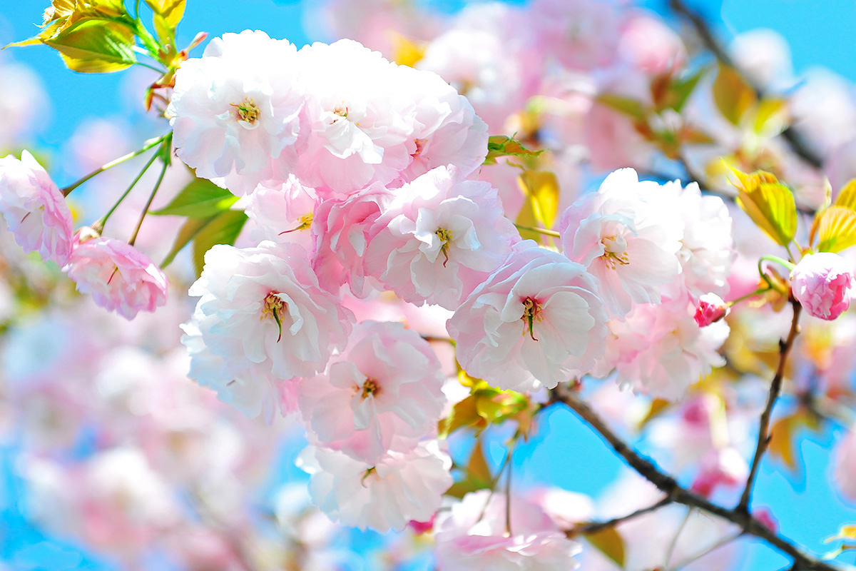 白井宿 八重櫻花祭