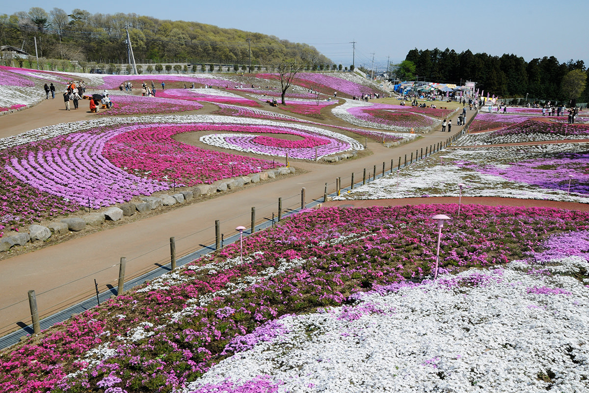 Misato Moss Phlox Festival