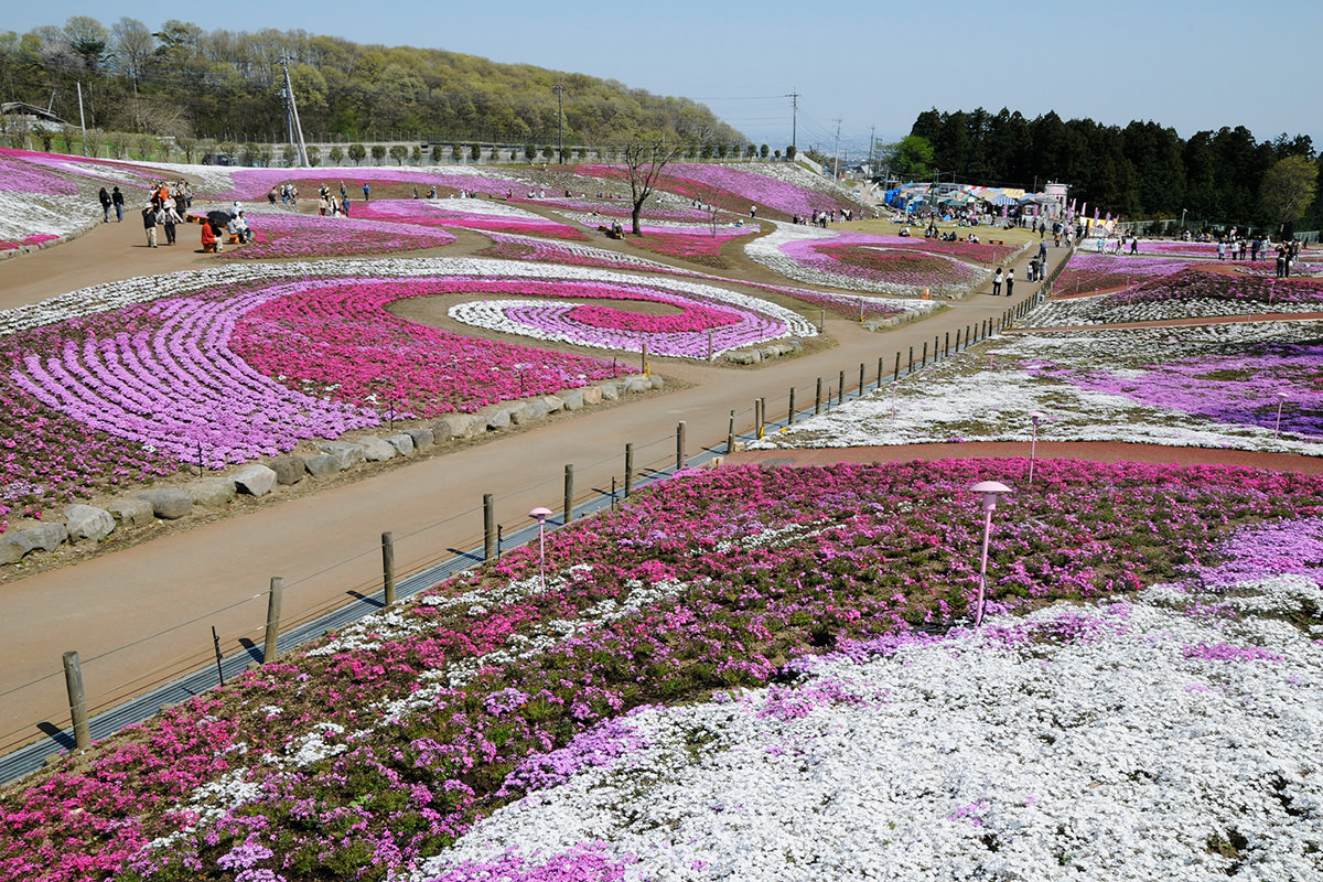 เทศกาลดอกชิบะซากุระที่สวนสาธารณะมิซาโตะ