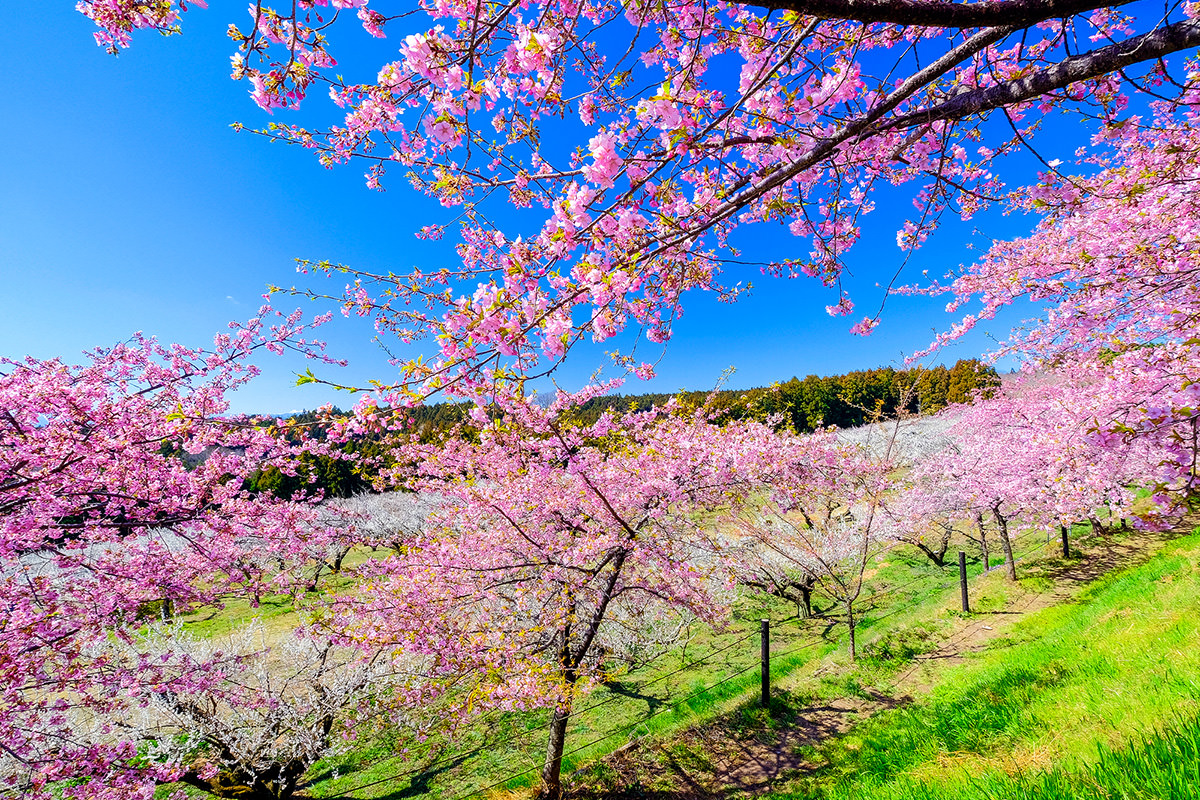 Misato Ume Festival