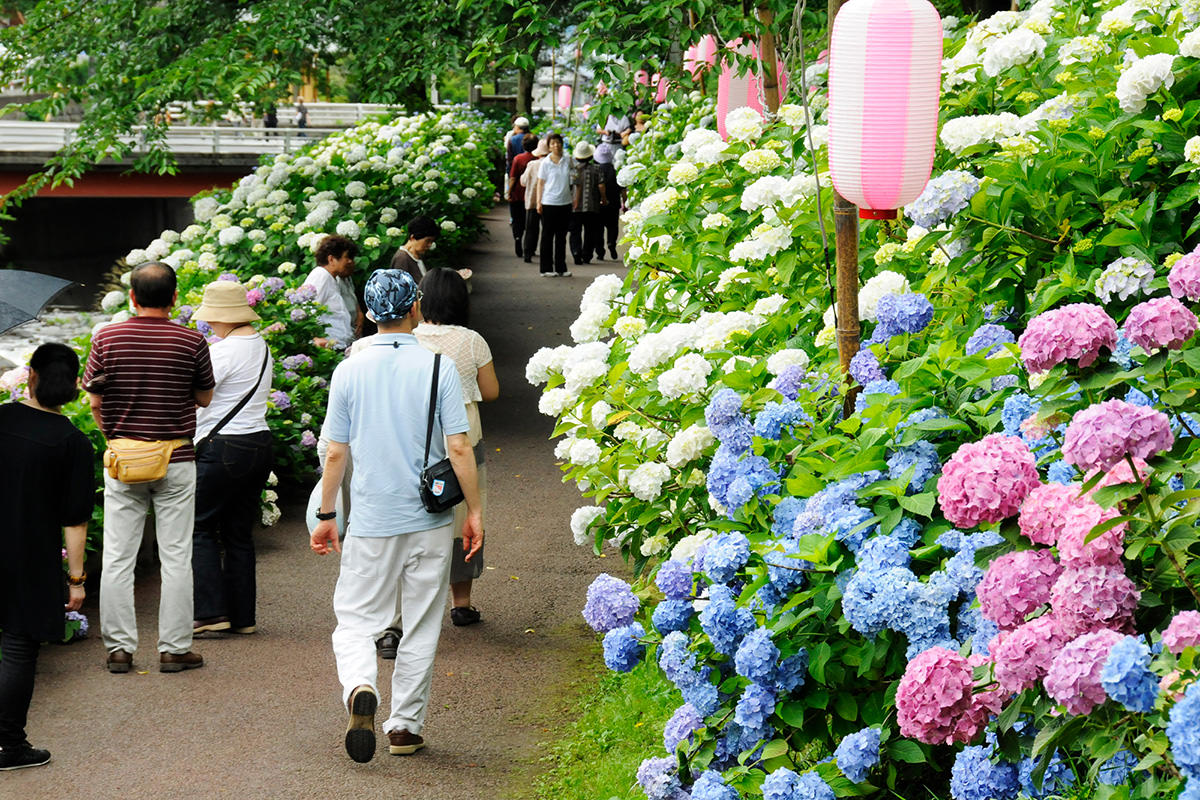 เทศกาลดอกไฮเดรนเยียที่สวนดอกไฮเดรนเยียโอโนะอิเกะ