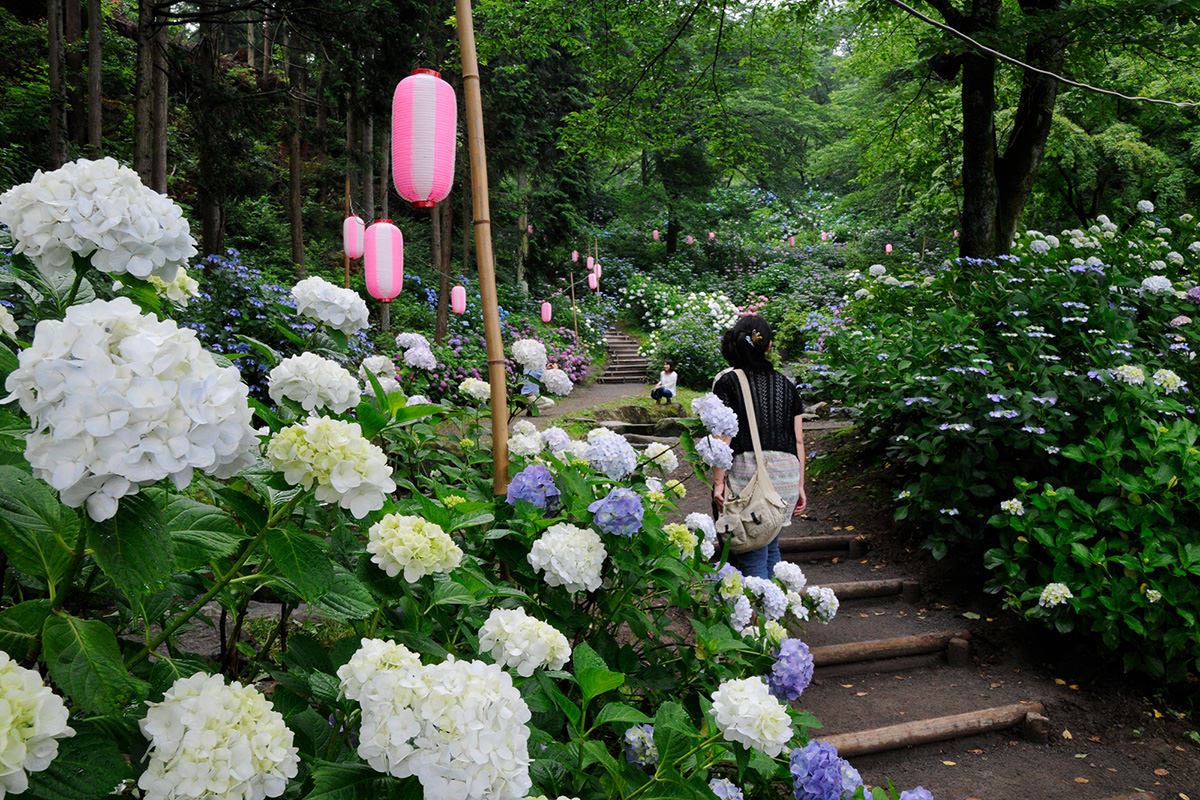 Hydrangea Festival at Onoike Hydrangea Park