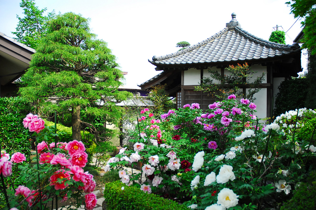 Shorenji Temple Peony Festival