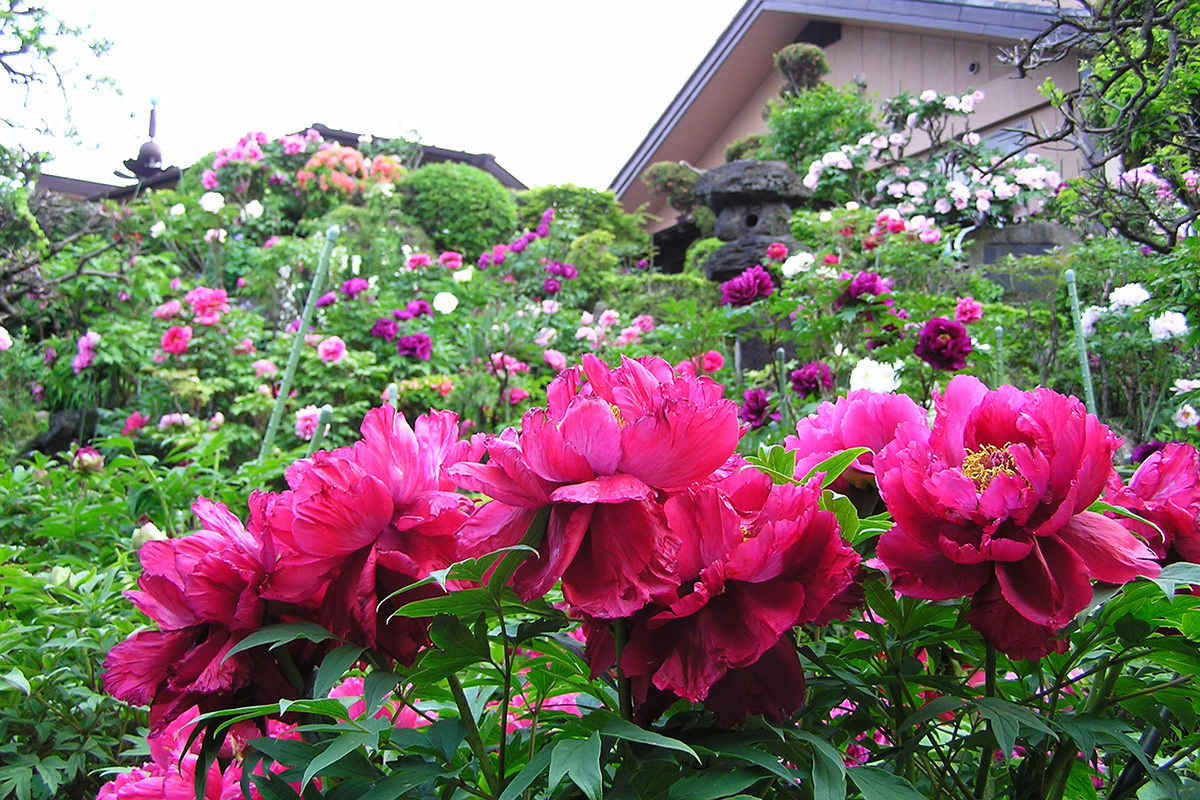 Shorenji Temple Peony Festival