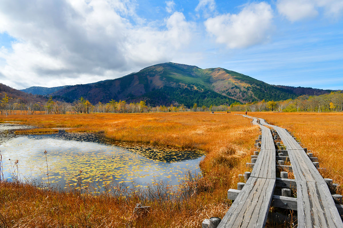 Autumn Leaves at Oze National Park