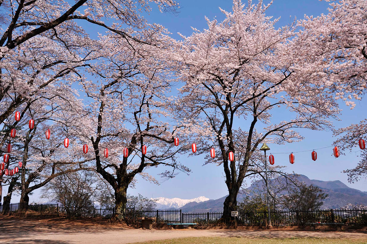 沼田公園櫻花祭