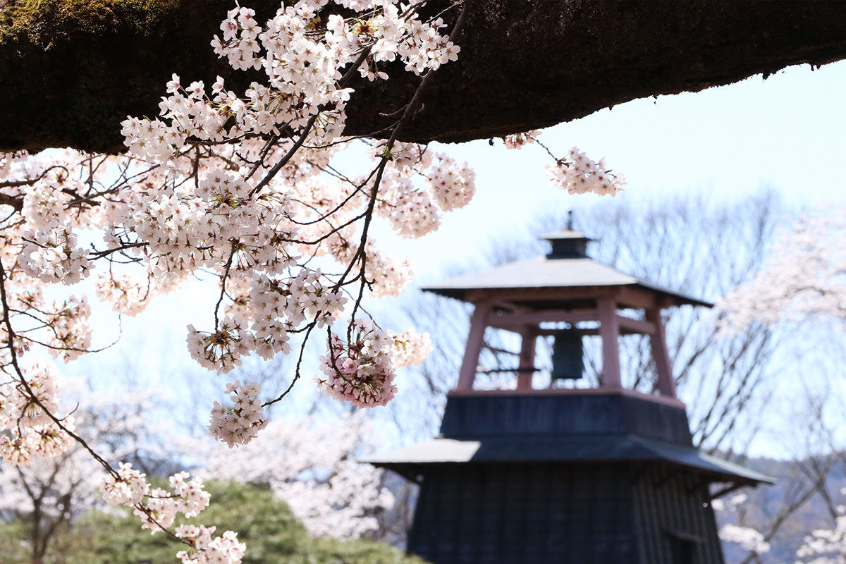 Numata Park Cherry Blossom Festival