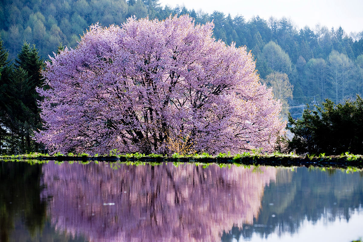 Tenno-zakura Cherry Blossoms