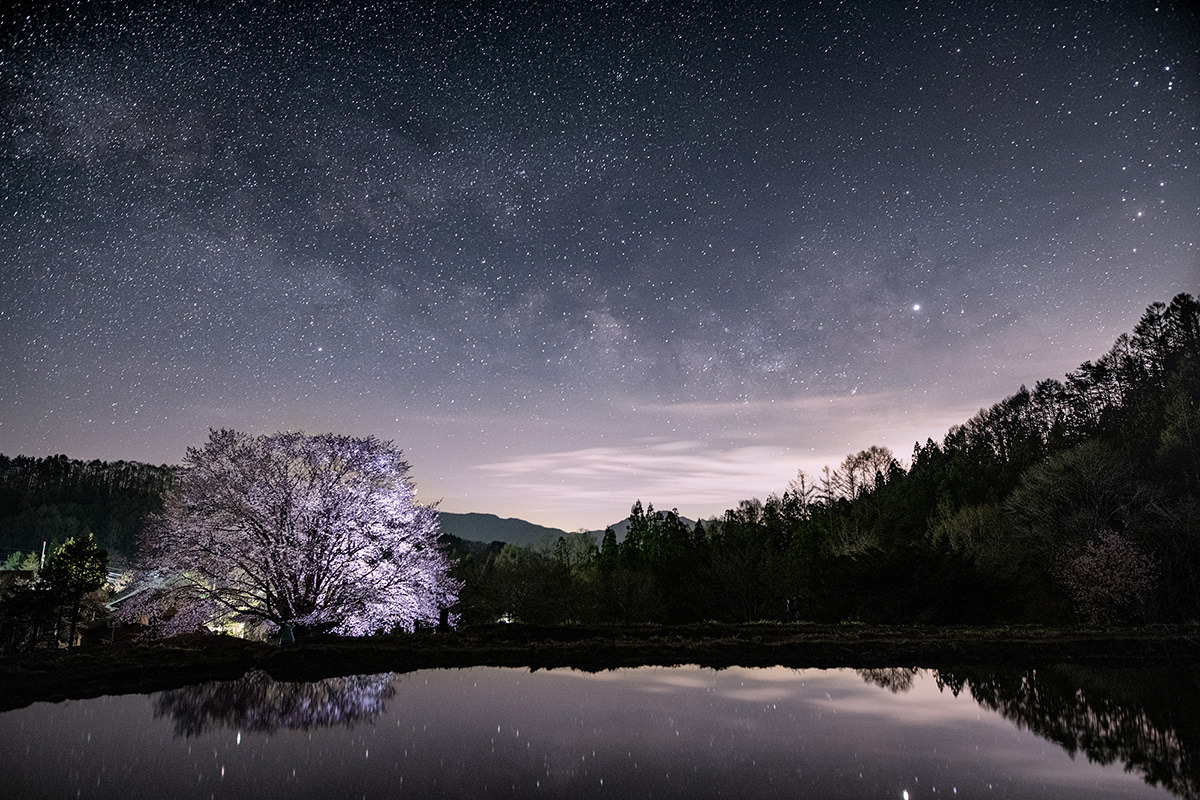 Tenno-zakura Cherry Blossoms