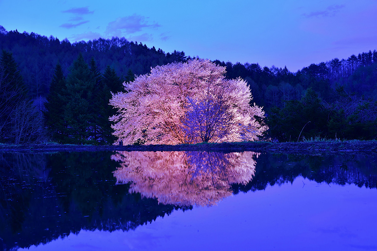 Tenno-zakura Cherry Blossoms