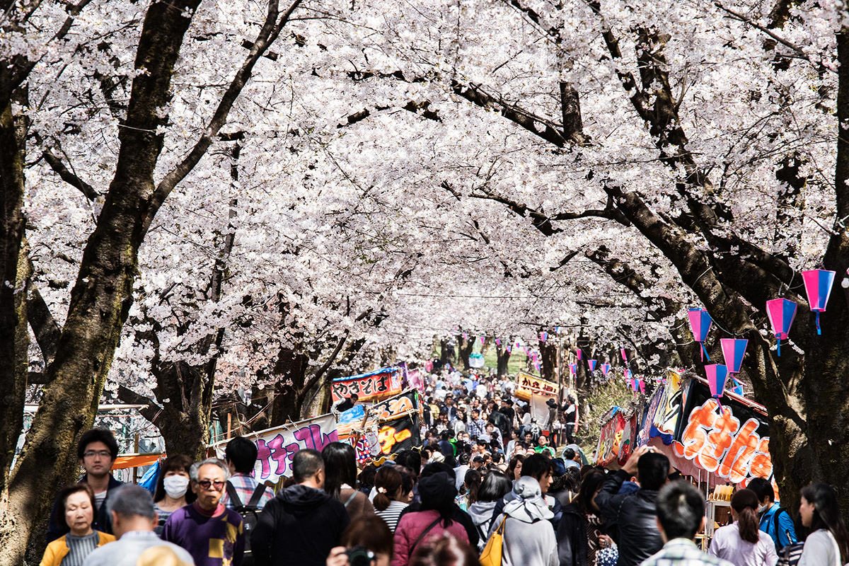 Akagi Nanmen Senbonzakura Cherry Blossom Festival