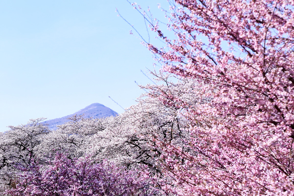 Akagi Nanmen Senbonzakura Cherry Blossom Festival