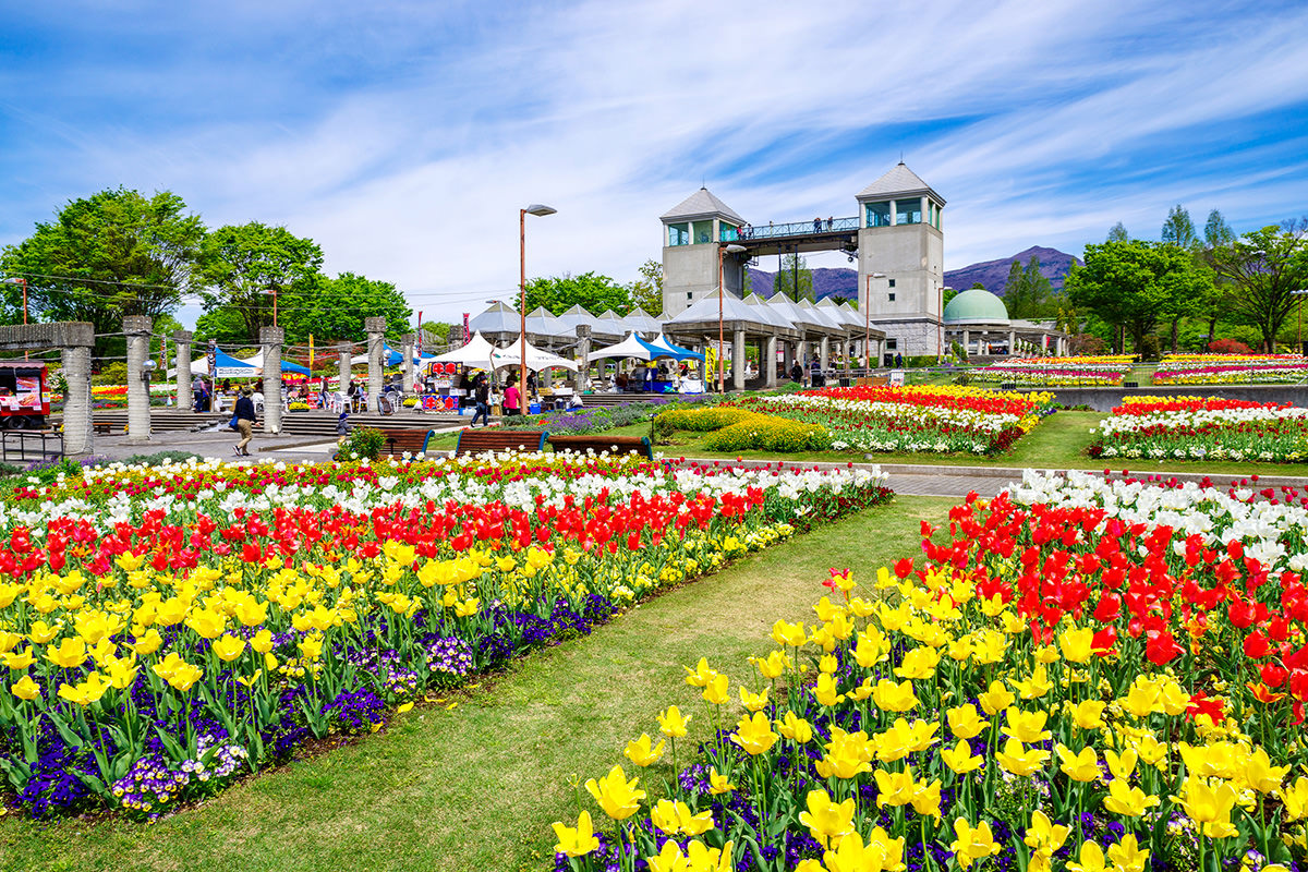 เทศกาลดอกทิวลิปที่ Kaneko Seeds Gunma Flower Park