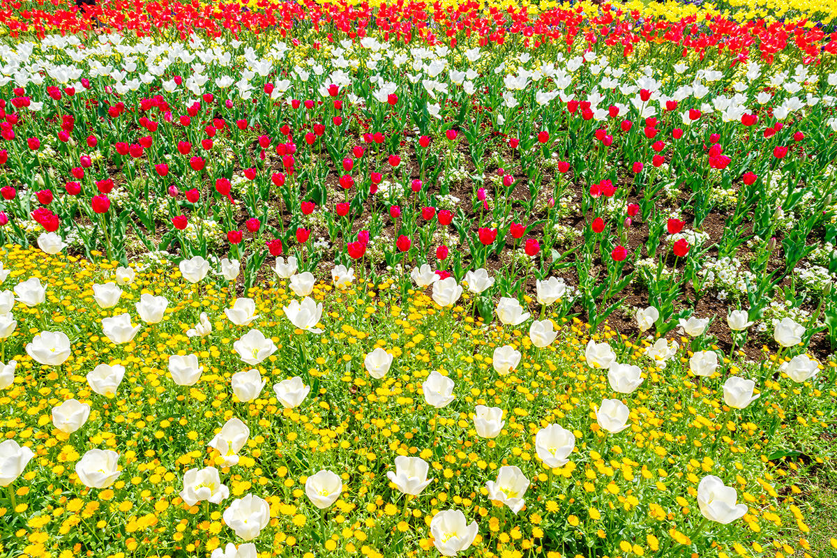 เทศกาลดอกทิวลิปที่ Kaneko Seeds Gunma Flower Park