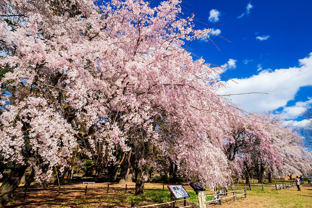 敷岛公园的樱花