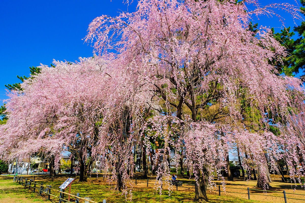 Cherry Blossoms at Shikishima Park