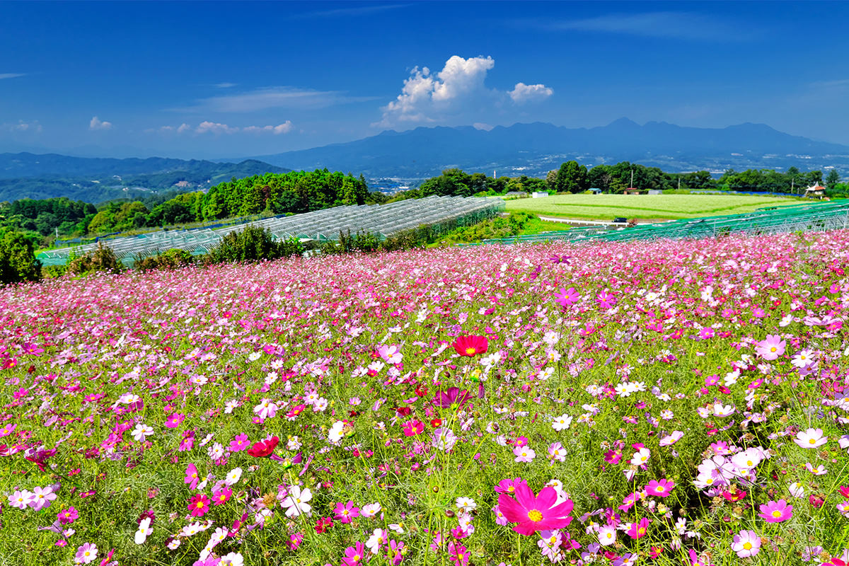 鼻高展望花之丘的大波斯菊祭