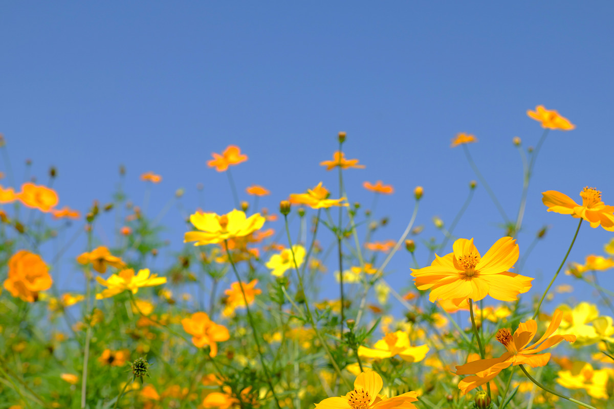 Cosmos Festival at Hanadaka Flower-Viewing Hill