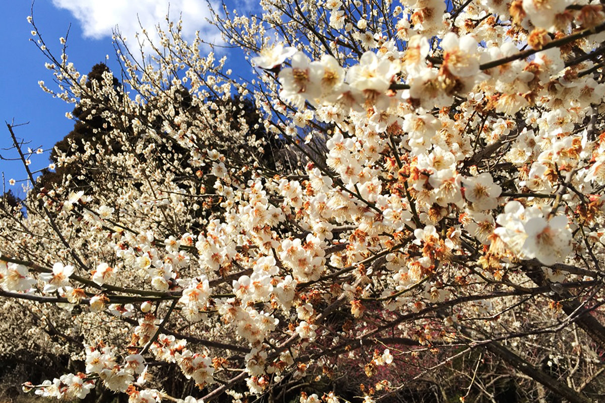 Haruna Ume Festival