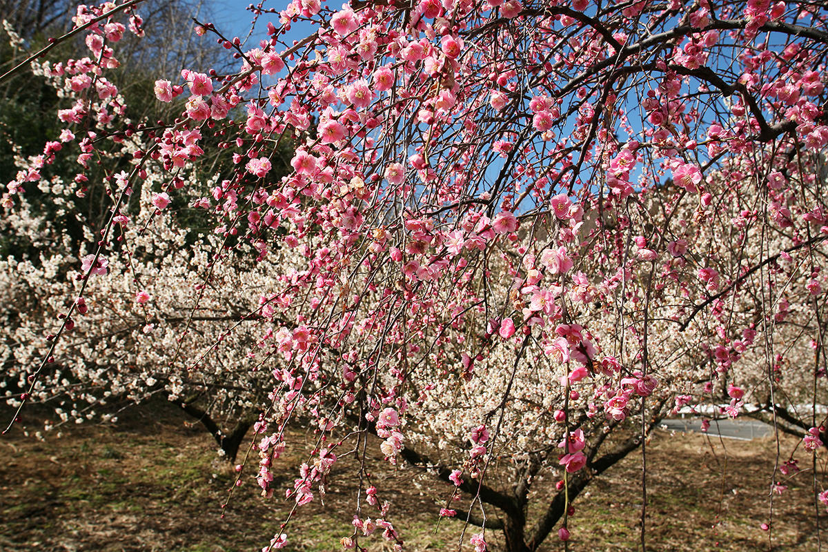 Haruna Ume Festival