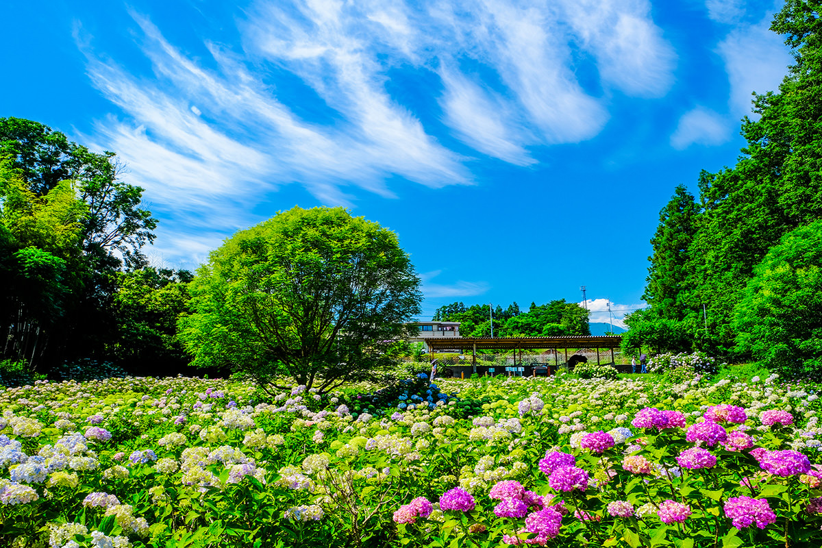 เนินดอกไฮเดรนเยียที่สวน Kankyo System Ogikubo Park