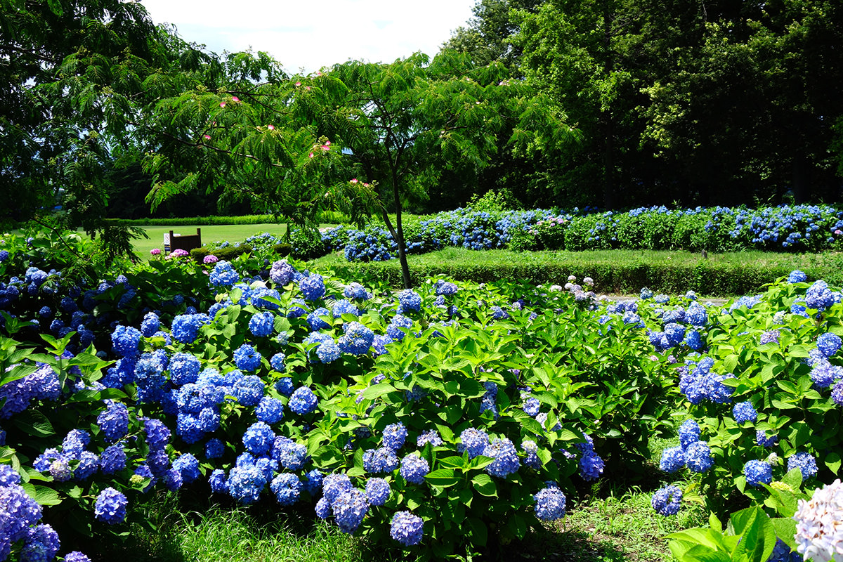 เนินดอกไฮเดรนเยียที่สวน Kankyo System Ogikubo Park