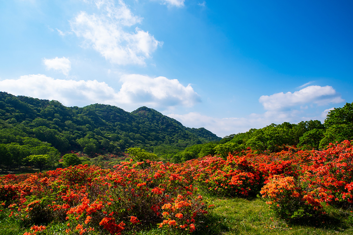 赤城山新綠及杜鵑花週