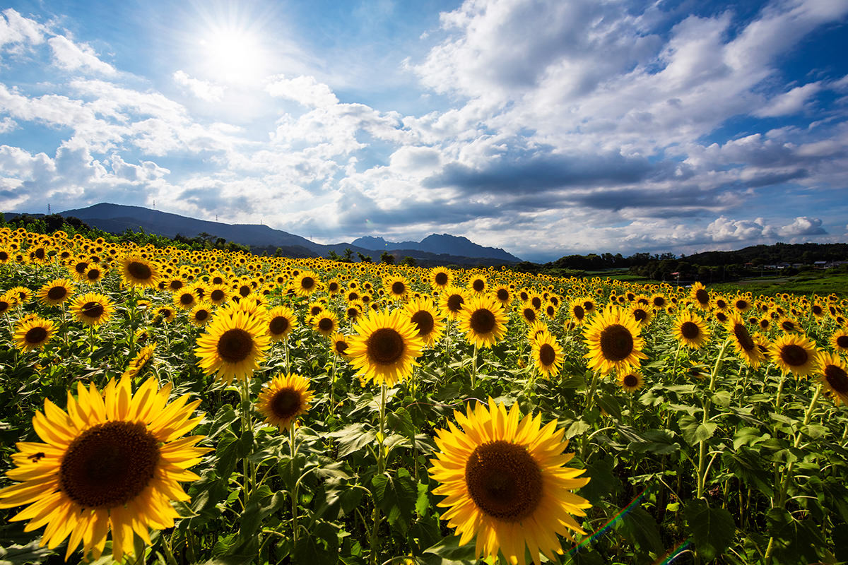 Nyu Sunflower Fields