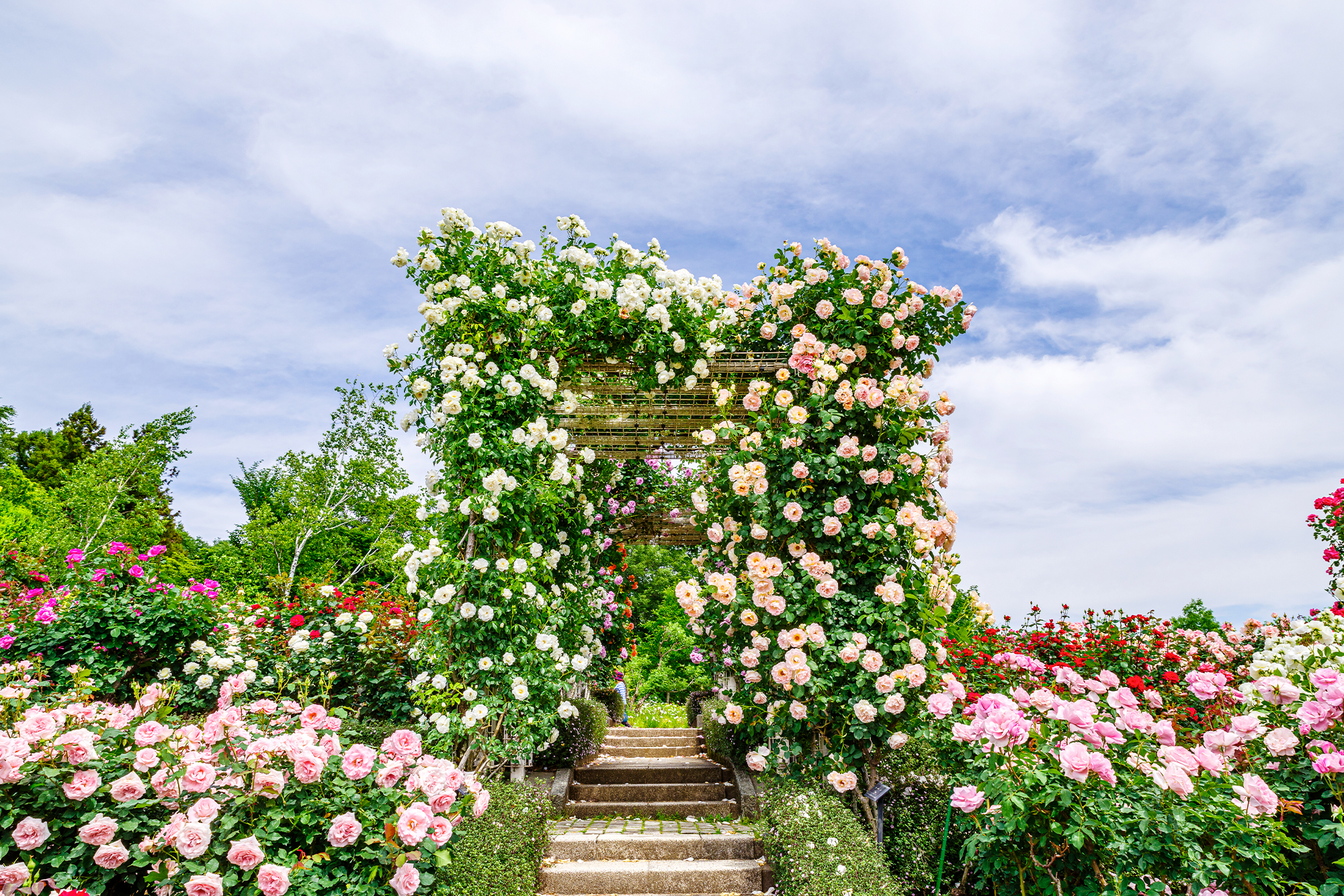 Rose Festival at Kaneko Seeds Gunma Flower Park