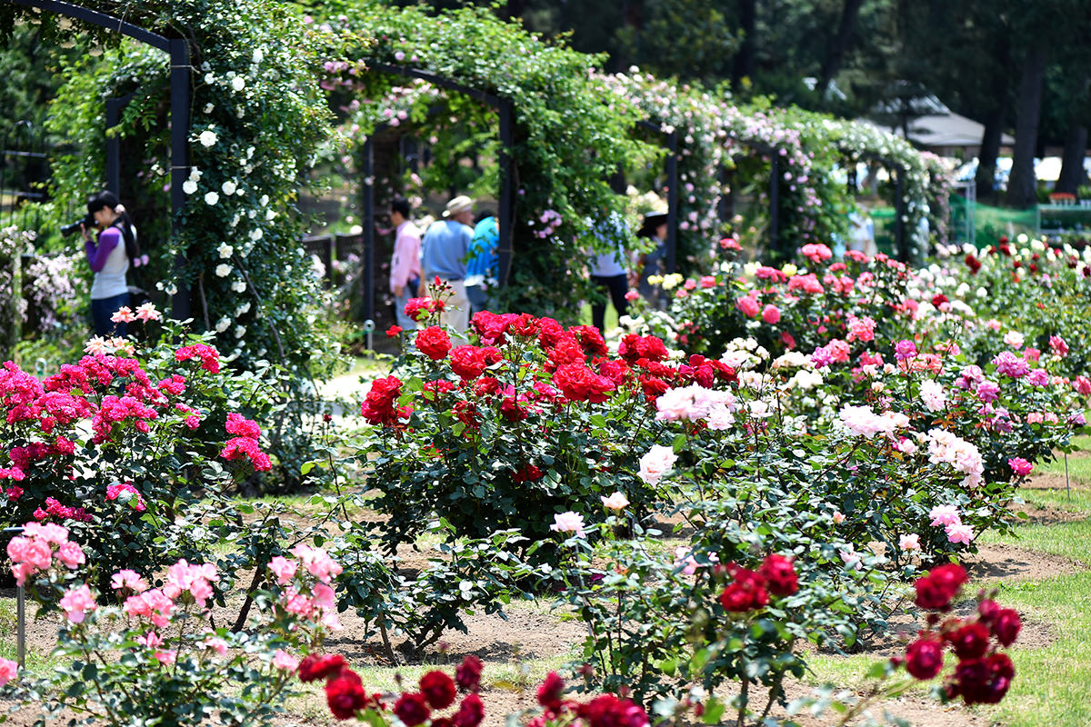 Shikishima Park Kadokura Techno Rose Garden Spring Rose Garden Festival