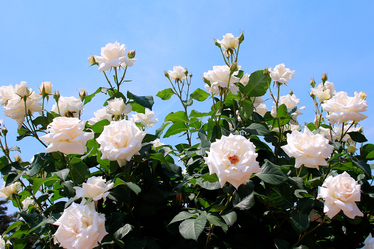 เทศกาลสวนดอกกุหลาบฤดูใบไม้ผลิที่สวนกุหลาบ Kadokura Techno ณ สวนชิคิชิมะ