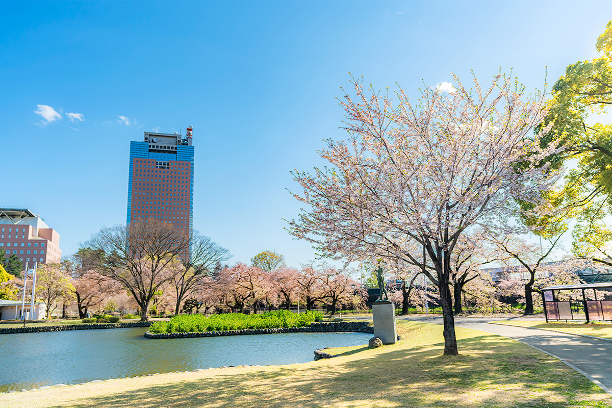 Cherry Blossoms at Rakuhodo Maebashi Park