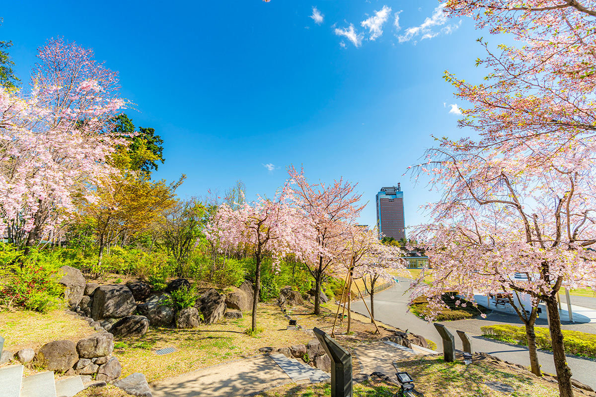 Cherry Blossoms at Rakuhodo Maebashi Park