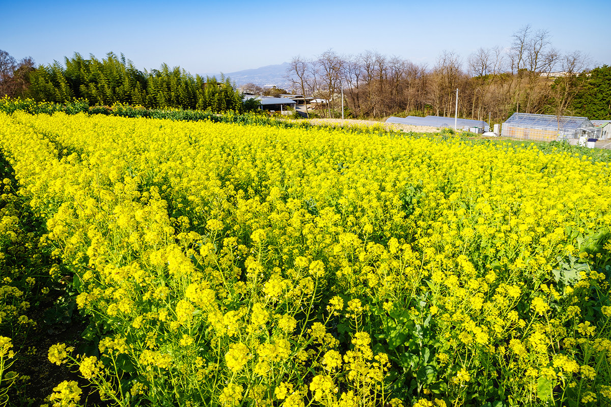 鼻高展望花之丘油菜花祭