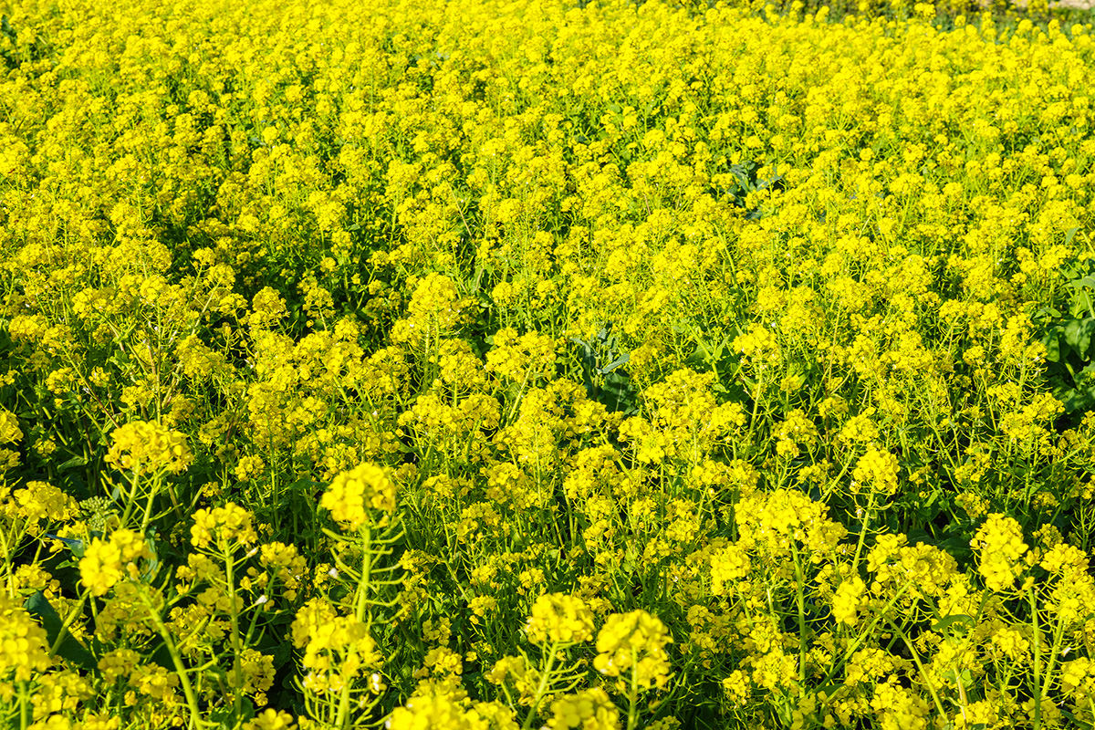 Rape Blossom Festival at Hanadaka Flower-Viewing Hill