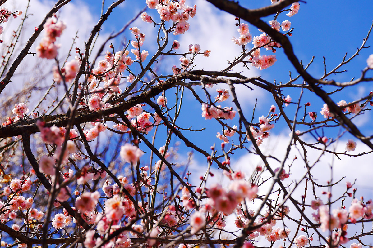 Akima Ume Grove Festival