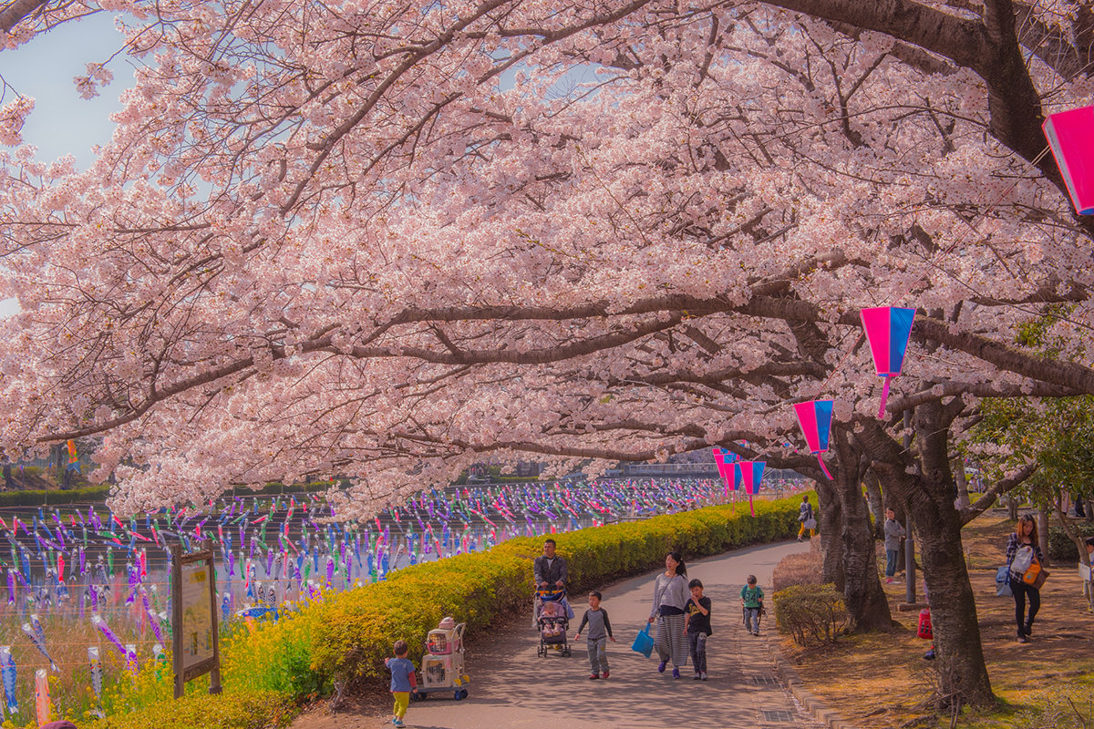 館林櫻花祭