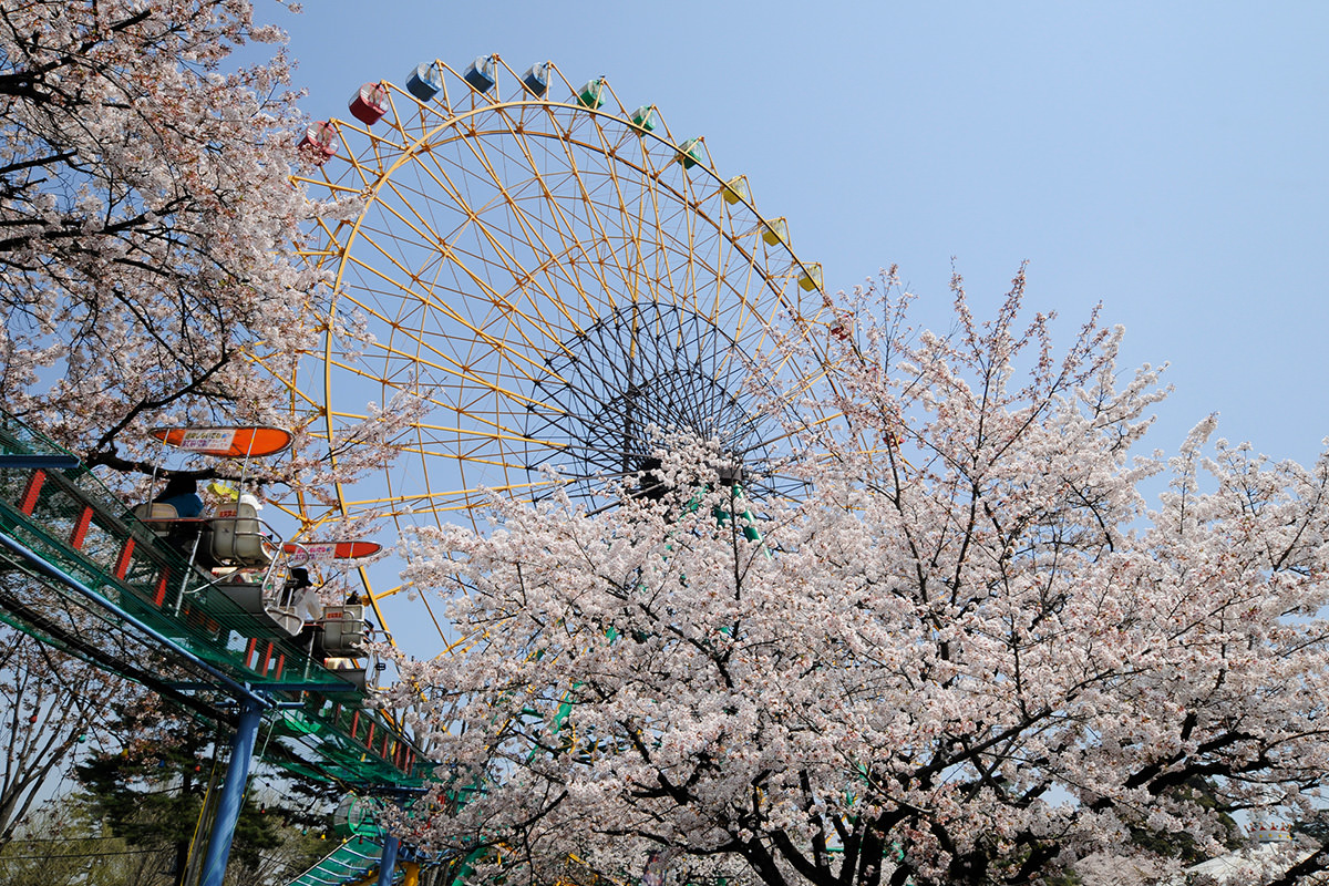華藏寺公園花祭