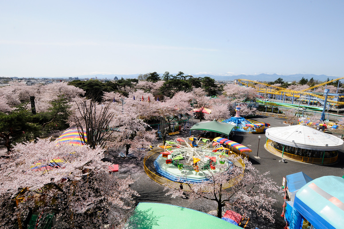 華藏寺公園花祭