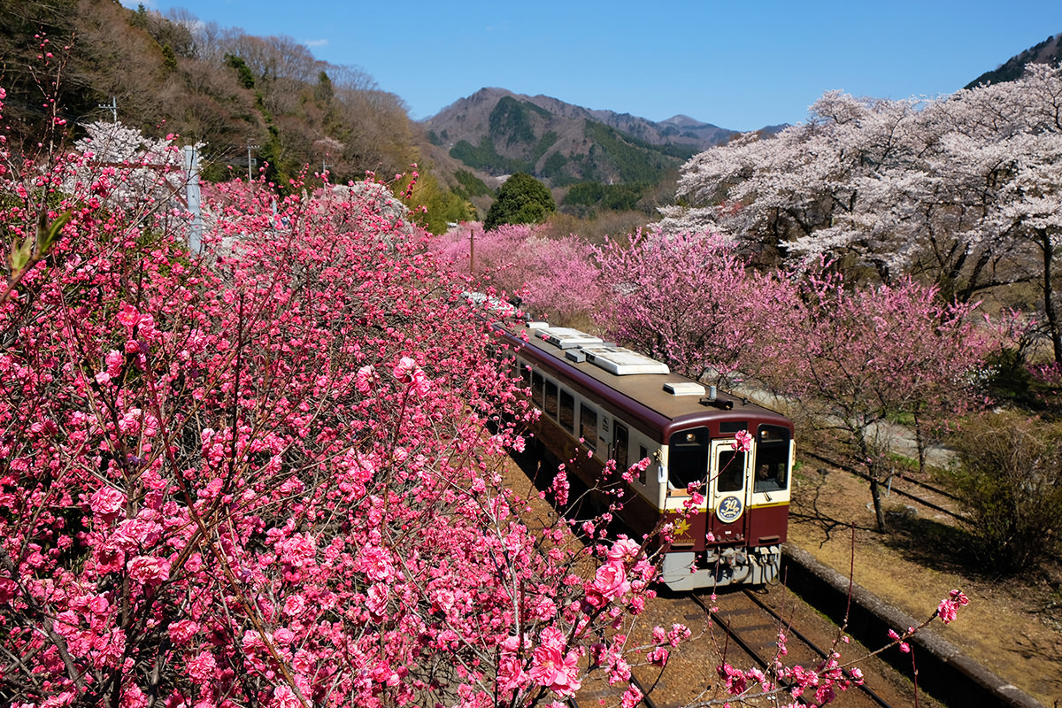 Godo Station Hanamomo Peach Blossom Festival
