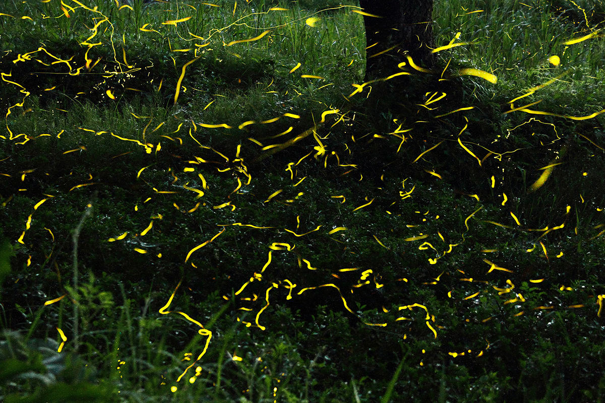 Hakojima Firefly Village
