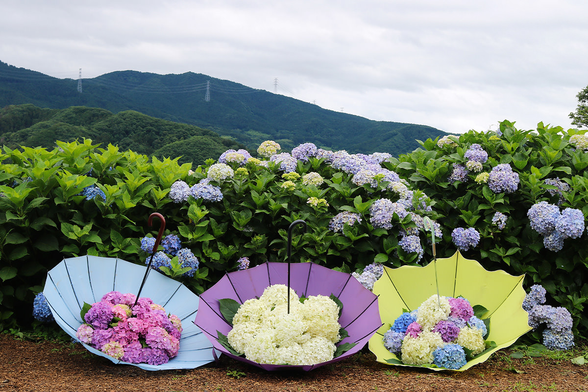 เทศกาลดอกไฮเดรนเยีย สวนดอกไฮเดรนเยียชิโมนิตะ