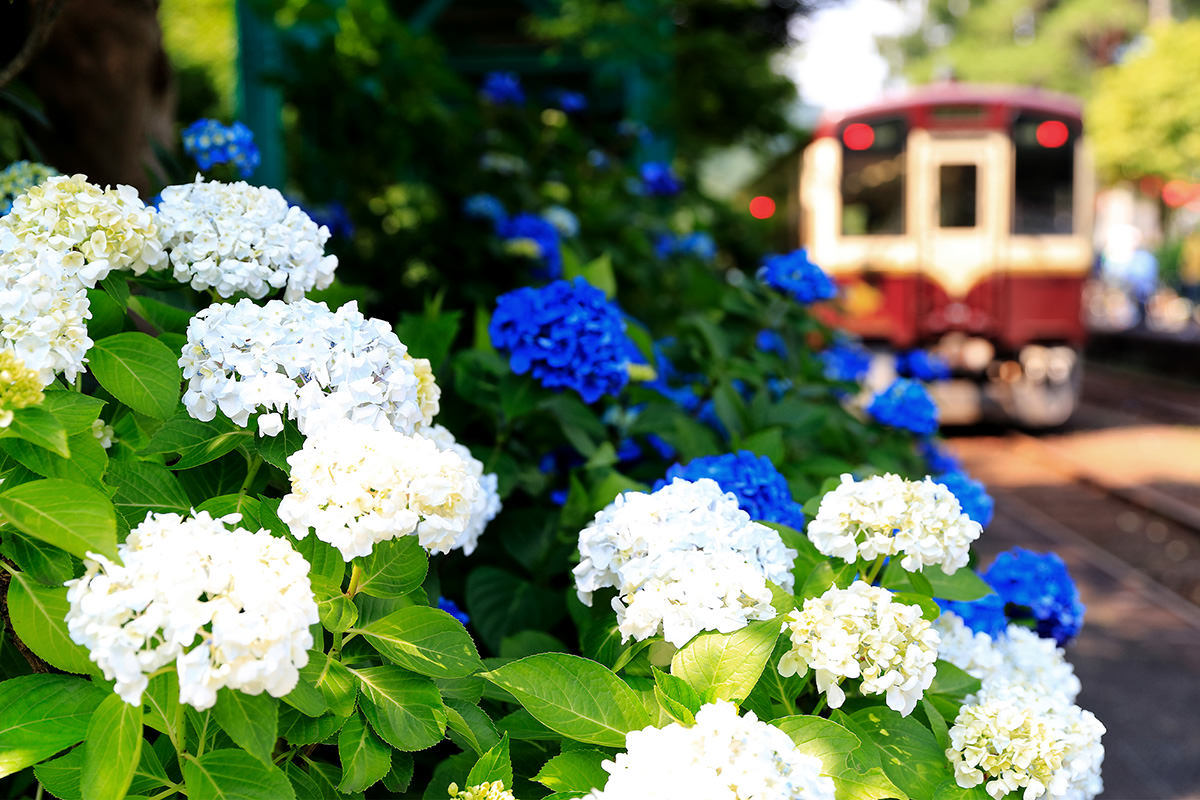 Sori Station Hydrangea Festival