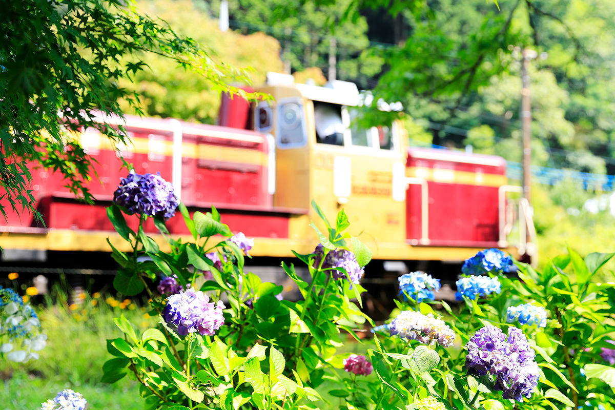 Sori Station Hydrangea Festival