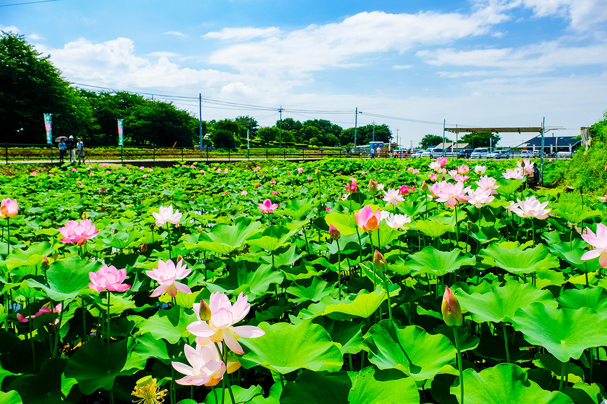Akabori Lotus Garden Festival
