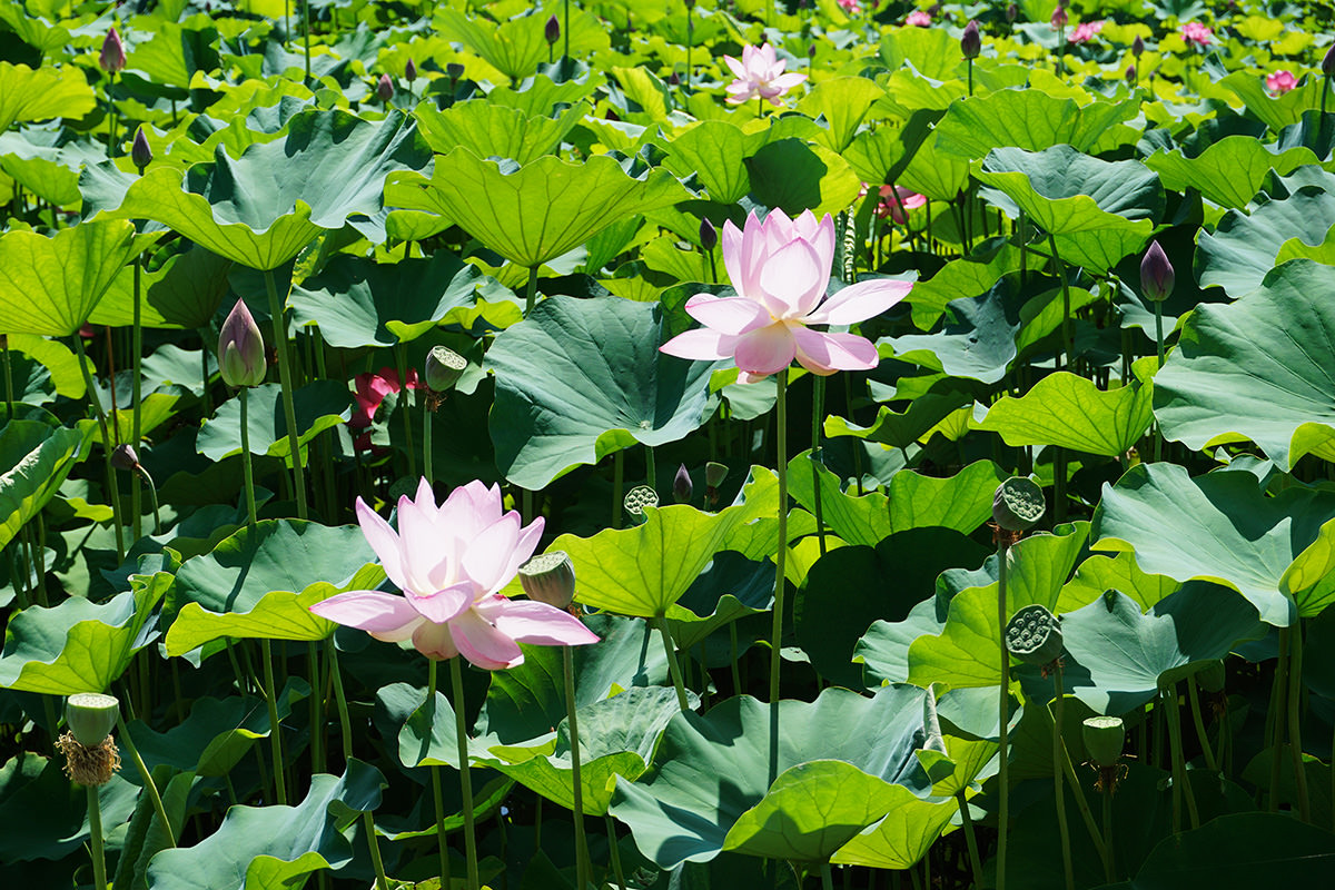 Akabori Lotus Garden Festival