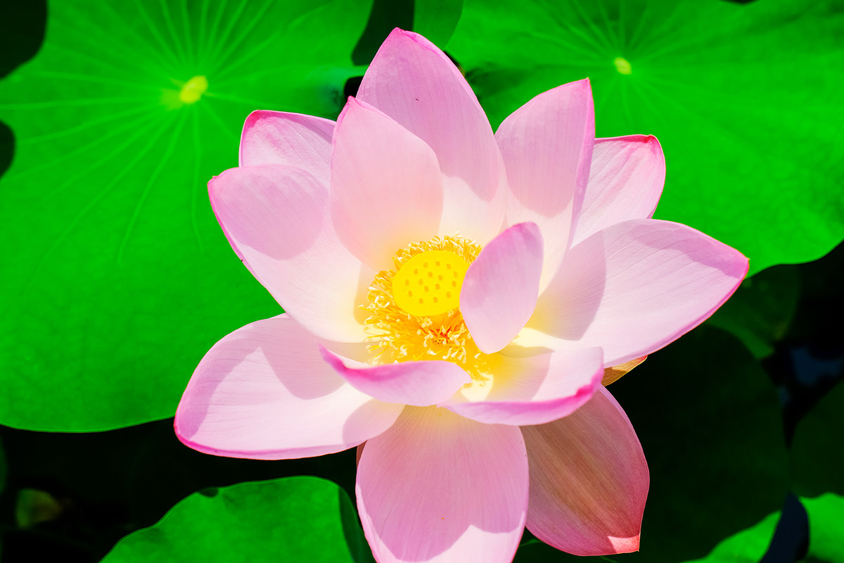 Akabori Lotus Garden Festival