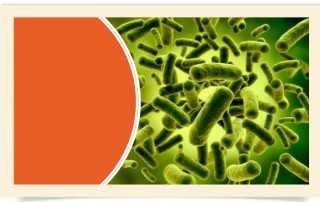 Bifidobacterium Animalis SSP Lactics (BB-12®)