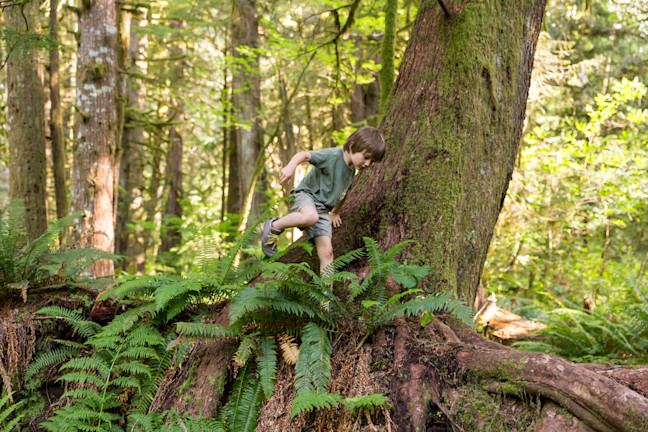 forest-playing