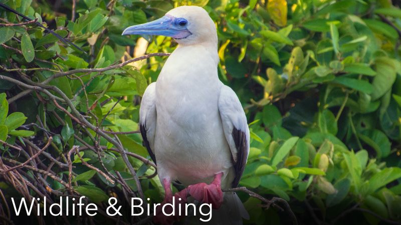 Wildlife and Birds